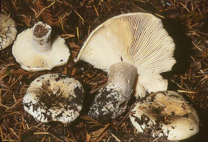 Russula dissimulans